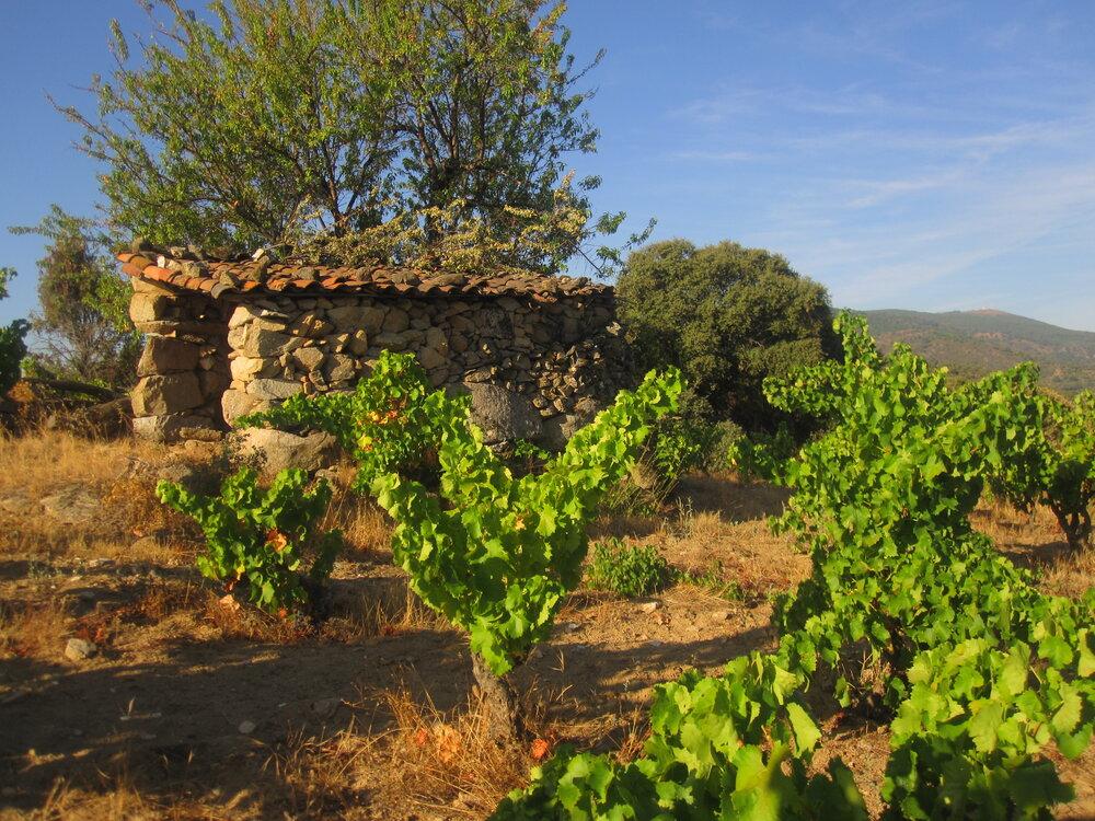 Malpaso Gredos Natural Red Spain Wine Delivery Toronto – Albae