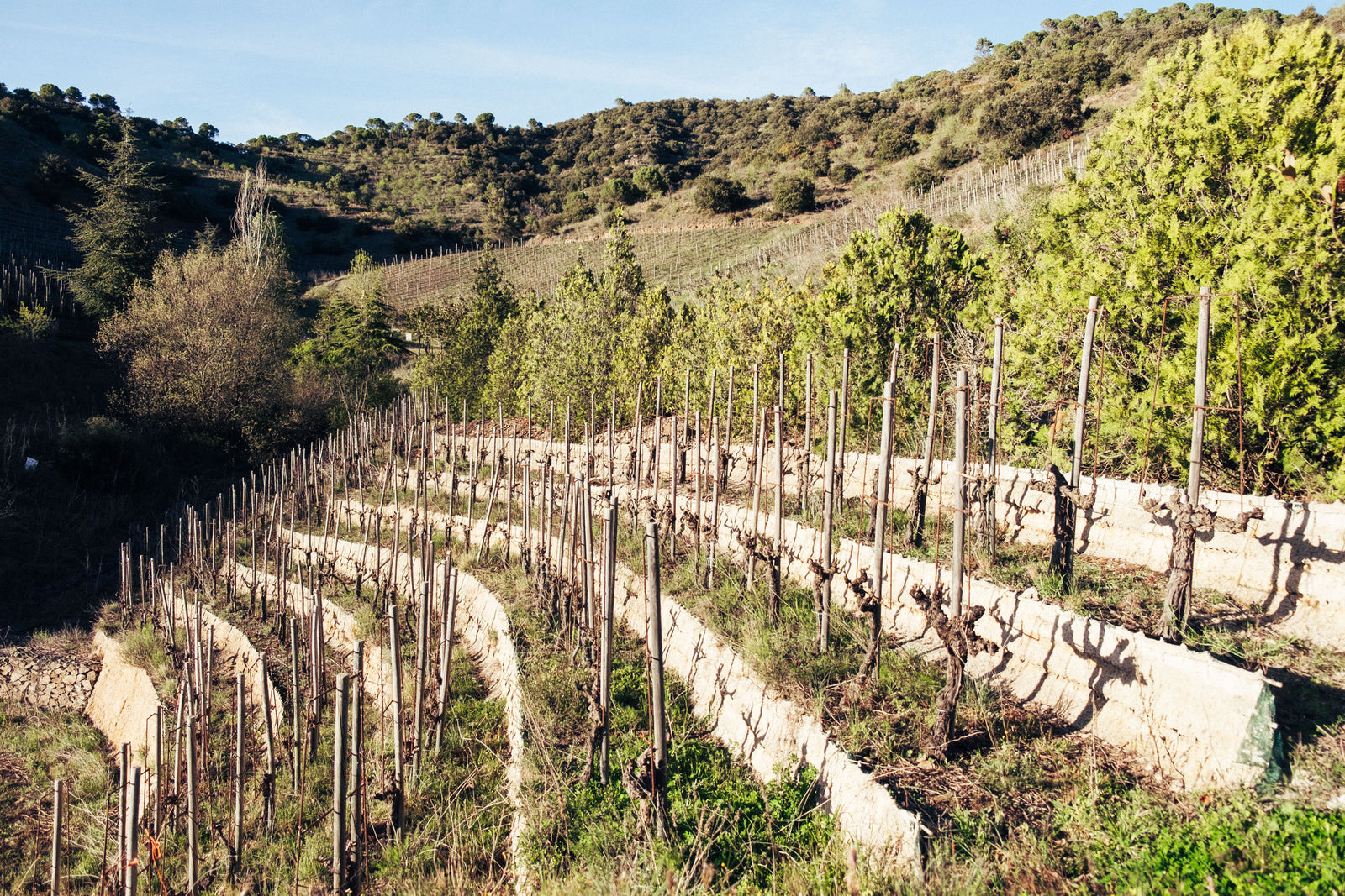 Clos Maria Negre Atisanal Red Wine Delivery Toronto – Albae